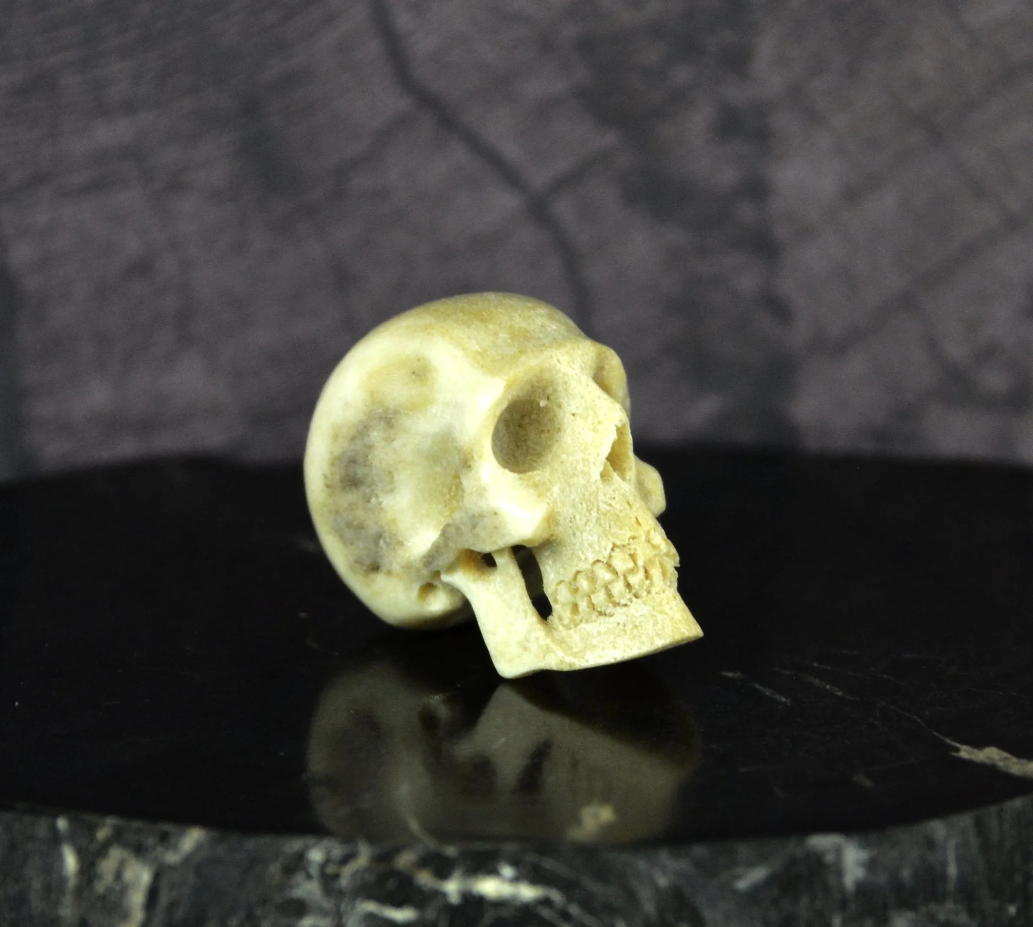 Skinny Skull - Moose Antler Carving