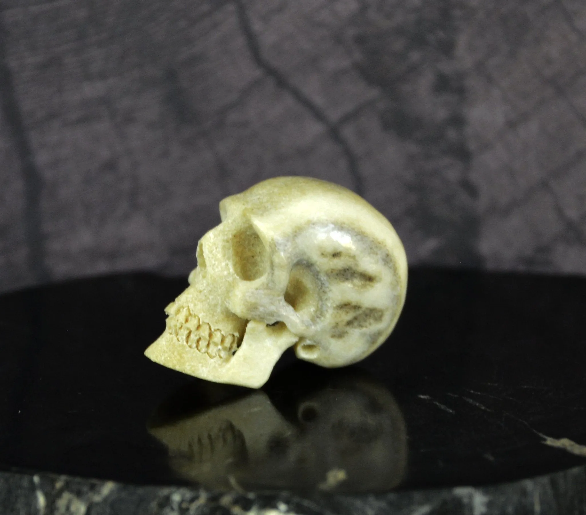 Skinny Skull - Moose Antler Carving